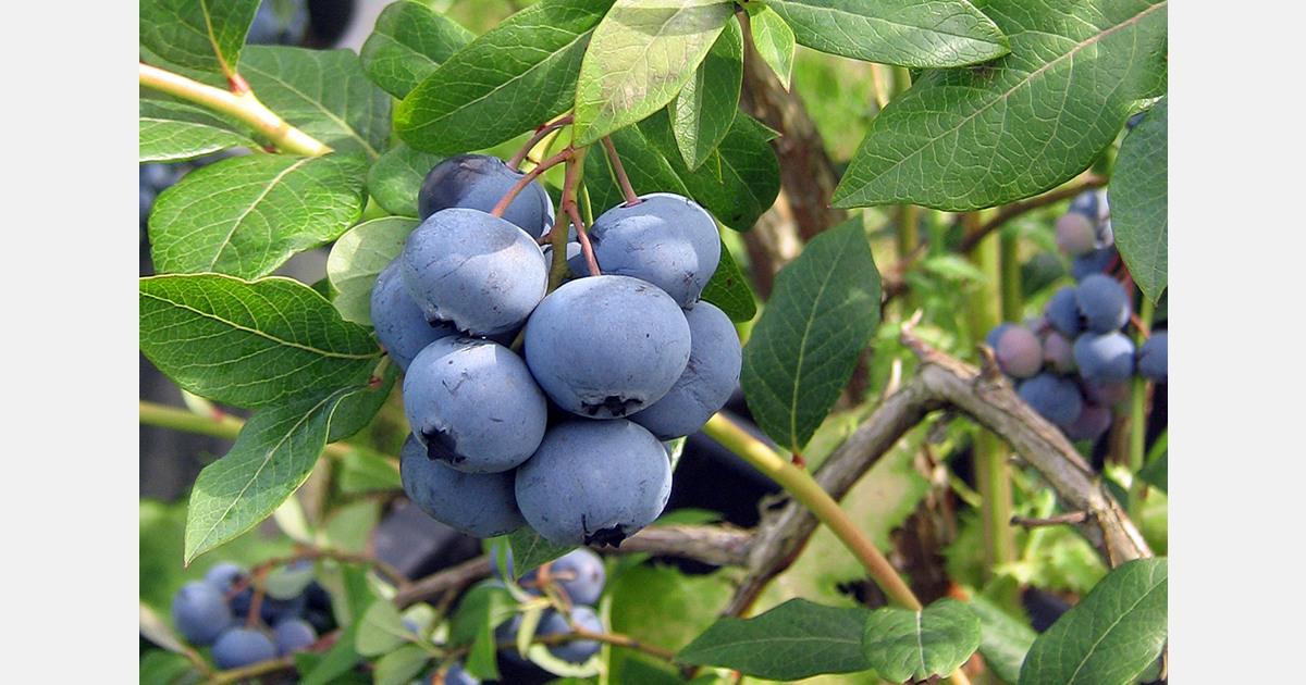 US study combines blueberries with healthy doses for babies