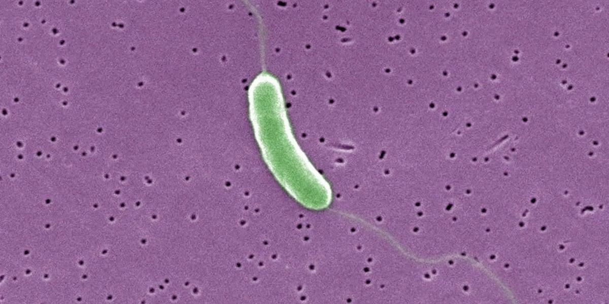 Fifteen Louisi destroyed by the death of the death of Vieni de Welii