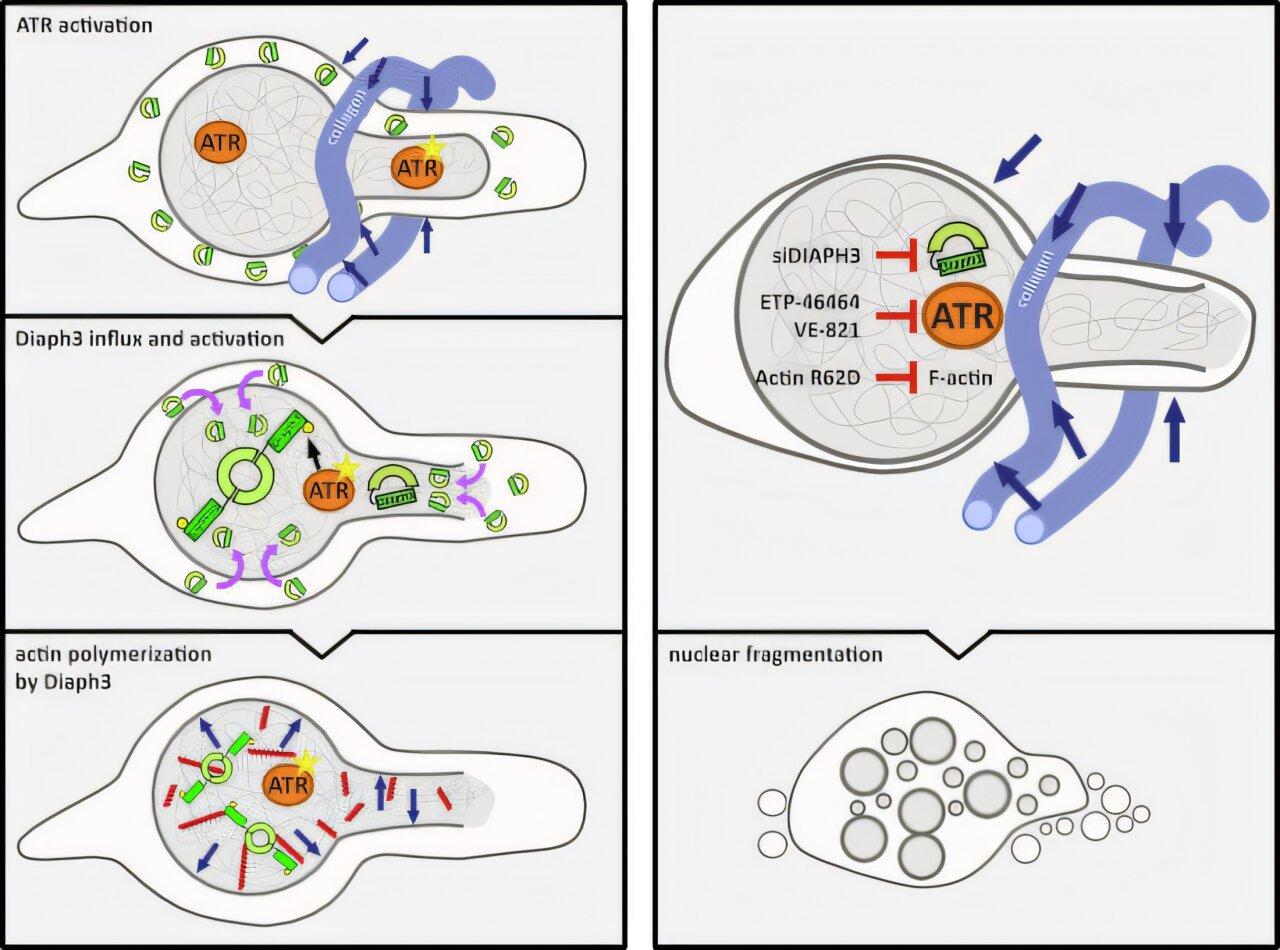 Actin scaffold describes cell nucleus to get out of cancer cells